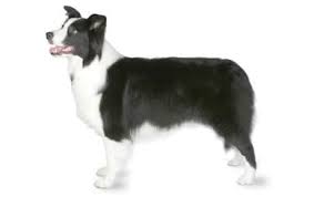 Trinity border collies is a small sport kennel located in dacula, ga, just north of the mall of georgia. Border Collie Dog Breed Information Pictures Characteristics Facts Dogtime