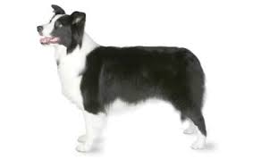 Nothe natural life span of the border collie is between 10 and 14 years, with an average lifespan of 12 years. Border Collie Dog Breed Information Pictures Characteristics Facts Dogtime