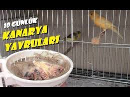 10 gunluk kanarya yavrularindaki degisimler yavru kanarya bakimi puf noktalar youtube gunluk nokta bakken