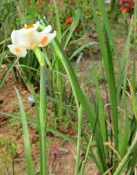 Image result for Dietes