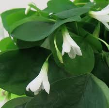 Image result for Oxalis oligotricha