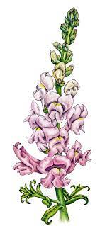 A sweet memory of childhood. Snapdragon Drawing By Susannah Gilley