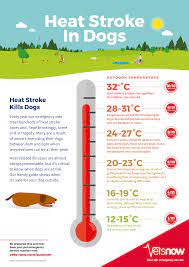 Is It Too Hot To Walk My Dog? | L&L Info Hub – Lords & Labradors