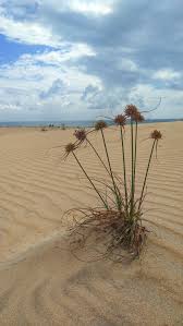 Image result for Pycreus polystachyos