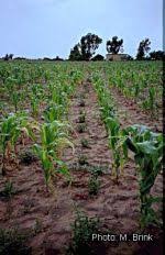 Image result for Vigna subterranea