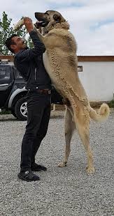 Anatolian Shepherd Dog Sivas Kangal Dog Anadolu Coban Kopegi Irkindan Sivas Kangal Kopegi Steemit