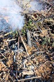 How To Clear Overgrown Land Without Using Chemicals Landscaping Around Trees Land Clearing Common Garden Weeds