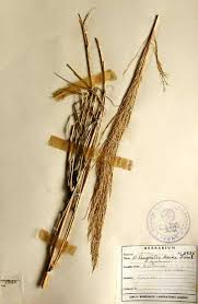 Image result for Phragmites karka