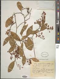 Image result for Rinorea angustifolia