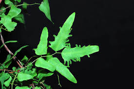 Image result for Lygodium kerstenii