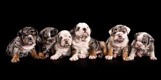 For more details see our privacy policy which includes information about how to access and for too many pugs and bulldogs in particular, this hot weather can be fatal. Sneak Peeks Of A Litter Of Six Merle Australian Bulldog Puppies Zoo Studio