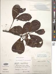 Image result for Ancylobothrys scandens