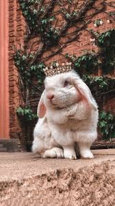 Divyarani Ganeson Adli Kullanicinin Animal Lovers Panosundaki Pin 2020