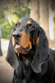 Black And Tan Hound Dog Pin On Black Tan Coonhounds