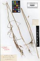 Image result for Andropogon fastigiatus