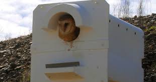 Today, barn owls are often found roosting and nesting in old barns or abandoned buildings. Owl Nest Box Resources The Owl Pages
