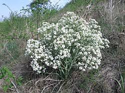 Image result for Crambe kilimandscharica