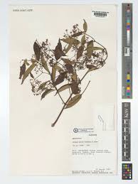 Image result for Secamone