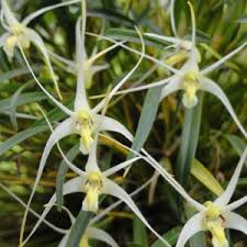 Image result for Polystachya hastata