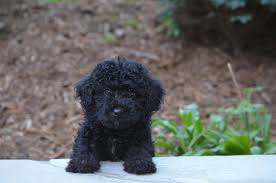 Puppies for sale in ireland. Chocolate Labradoodle Puppies