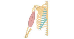 Web based anatomy tutorials by dr donal shanahan from the university of newcastle upon tyne. Biceps Brachii Attachments Action Innervation