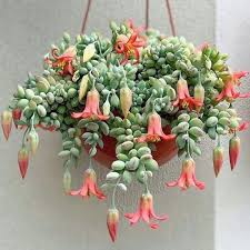 Measures just over 4 across. 20 Cacti And Succulents That Hang Or Trail With Pictures Flowersandflowerthings House Plants Succulents Cacti And Succulents