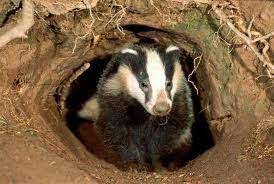 Electric fencing is also another option but this can be costly and harm domestic pets and other wildlife. My Husband Badger Animals Fox Images