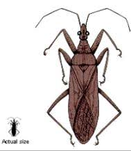 This is actually the method of using pest's natural enemies to to. Biological Control Of Insect Pests In Wheat What Is Biological Control