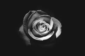 Black And White Rose Wallpaper Hd Black And White Rose Fully Bloomed Against A Black Background Beautiful Flowers Hd Wallpapers Hd Flower Wallpaper Beautiful Flowers Wallpapers