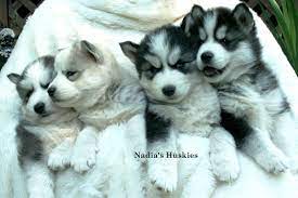 You can sort dogs by breed and location, which makes it easier for you to find the pet. Nadias Siberian Husky Puppies For Sale