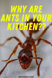 Simply mix the borax with the sugar and then add the warm water. Pin On Get Rid Of Ants