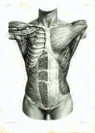 Pin On Cuerpo