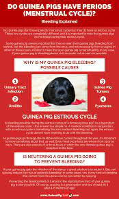 Pin On Guinea Pig Health Tips And Diseases