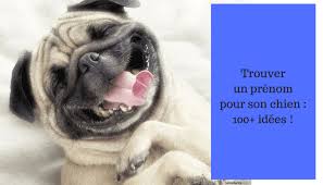 C'est la lettre s qui est à l'honneur pour l'année 2021. Comment Choisir Le Meilleur Prenom Pour Votre Chien Notre Liste D Idees