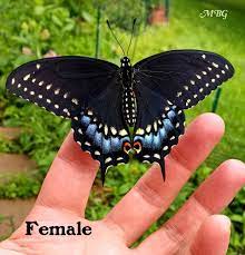 new post raising eastern black swallowtail butterflies. Pin On Butterflies