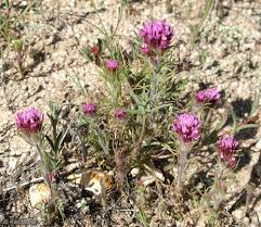 Image result for Ottelia exserta