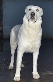 Sao Alabai Young Female Via Facebook Anna Orlova Https Www Facebook Com Photo Php Fbid 1514039665511119 Set Gm 4 Akbash Dog Kangal Dog Large Dog Breeds