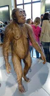 Respelling 'australopithecus afarensis' also found in these entries (note: Australopithecus Afarensis Wikipedia