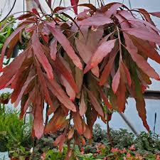 Image result for Euphorbia ramulosa