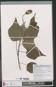 Image result for Clappertonia polyandra