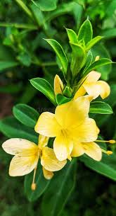 Image result for Barleria ventricosa