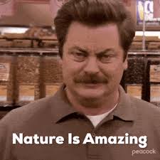 A cornfield with a cannabis garden : r/BeAmazed