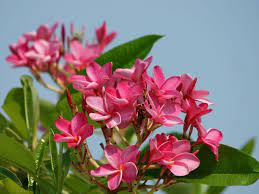Plumeria Rubra Frangipani World Of Succulents Plumeria Flowers Blooming Succulents Amazing Flowers