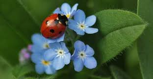 Ladybugs come in many colors like pink, yellow, white, orange and black. 13 Types Of Ladybugs With Pictures Including Asian Lady Beetle