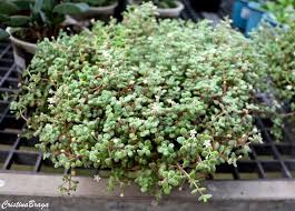 Image result for Crassula expansa
