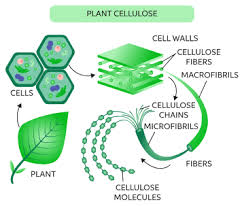 Rob gives a simple explanation. Learn About Cellulose Chegg Com