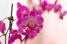 Their toxicity level to cats is low and may result in stomach pains, vomiting, and weakness if the flower heads are ingested. Houseplants Safe For Cats
