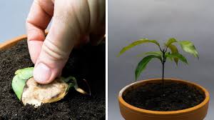 Check spelling or type a new query. Growing Mango Tree From Seed Time Lapse 57 Days Youtube