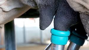 To handle hot and arid conditions, camels have many interesting adaptations. Why Camel Milk Is So Expensive