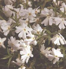 We did not find results for: Spring White Creeping Phlox Pahl S Market Apple Valley Mn